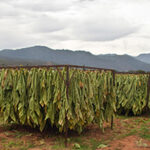 tobacco agriculture