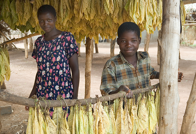 tobacco farm child labor