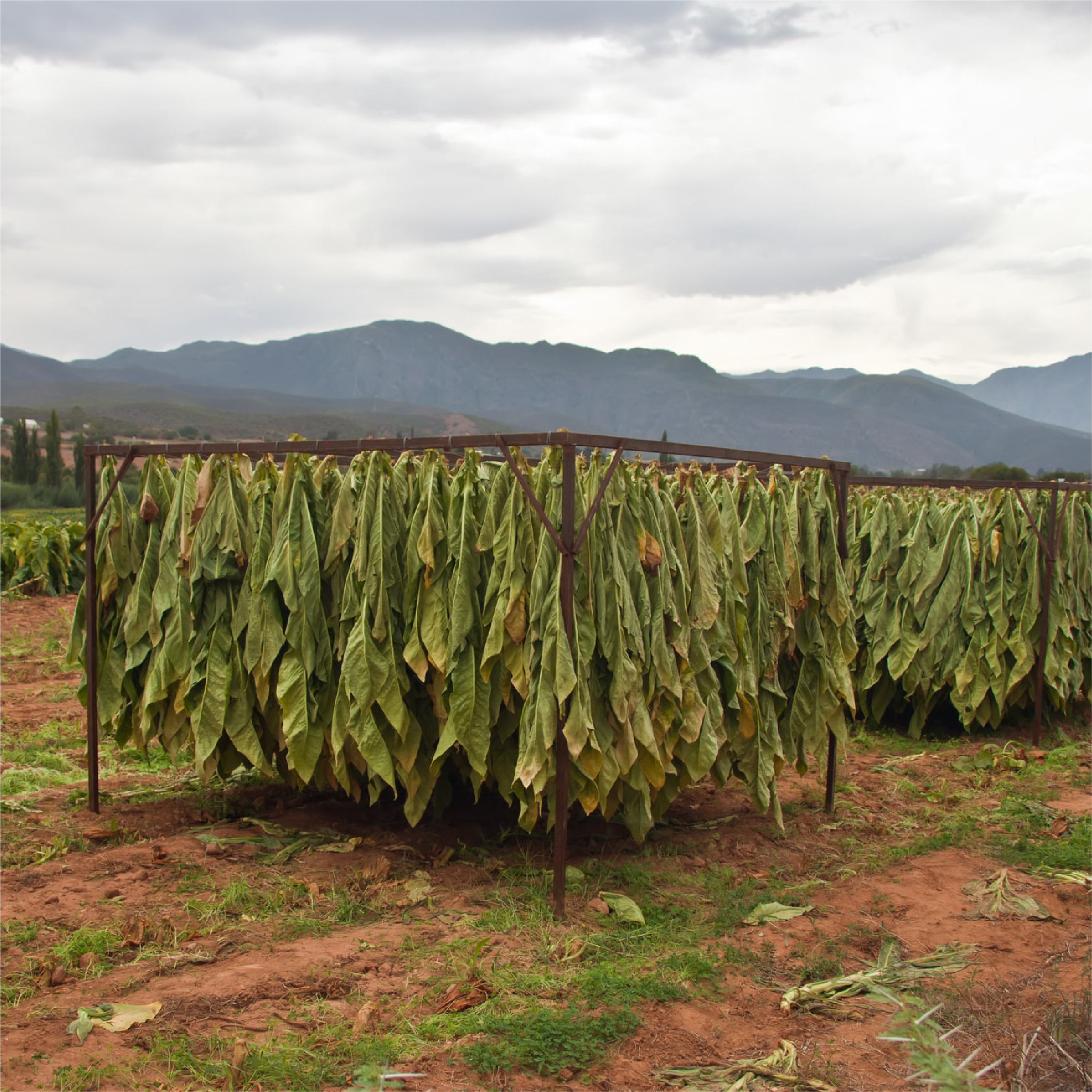 Agriculture